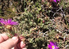 Lampranthus ceriseus