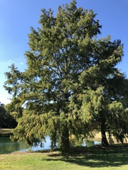 Taxodium distichum
