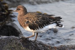 Arenaria melanocephala
