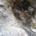 Shore Bristletail - Photo (c) ISLAND 2000 TRUST, some rights reserved (CC BY-NC)