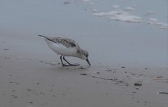 Calidris alba