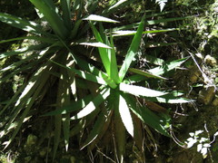 Agave obscura