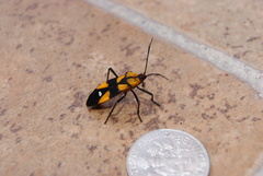 Oncopeltus spectabilis