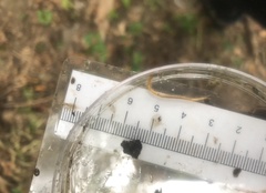 Strigamia bothriopus