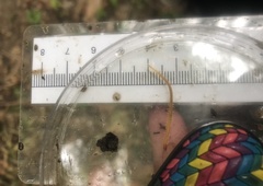 Strigamia bothriopus