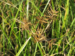 Cyperus esculentus leptostachyus