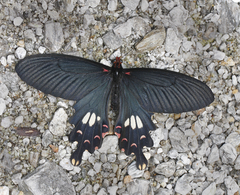 Papilio bootes