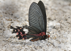 Papilio bootes