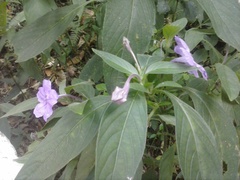Ruellia jussieuoides