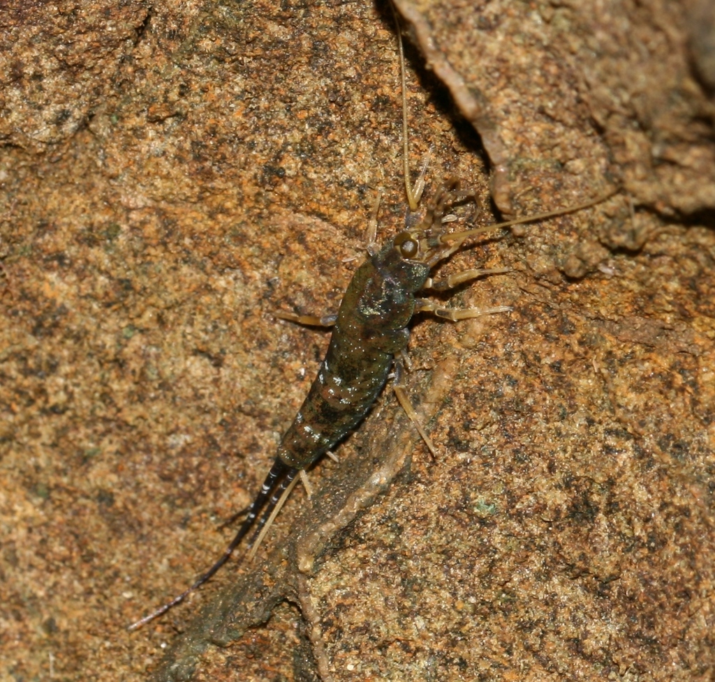 Western Sea Bristletail