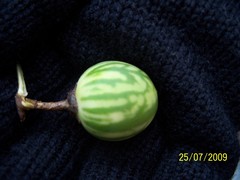 Solanum viarum