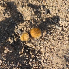 Dasymutilla coccineohirta