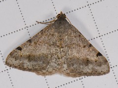 Digrammia pallidata