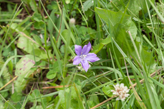 Campanula parryi