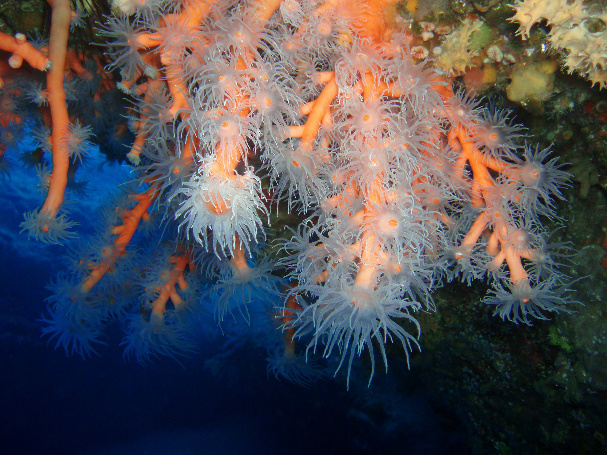 Coral-laranja (Dendrophyllia ramea) · BioDiversity4All