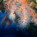 Pink Coral - Photo (c) jome jome, some rights reserved (CC BY-NC-ND)