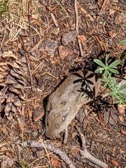 Thomomys