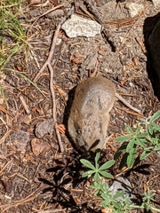 Thomomys