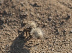 Dasymutilla coccineohirta