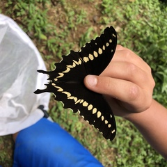 Papilio mackinnoni mackinnoni