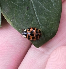 Harmonia axyridis
