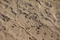 Dasymutilla coccineohirta