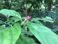 Chassalia curviflora