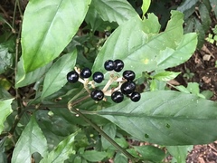 Chassalia curviflora