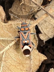 Graptostethus septus