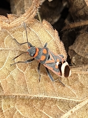 Graptostethus septus