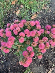 Chrysanthemum