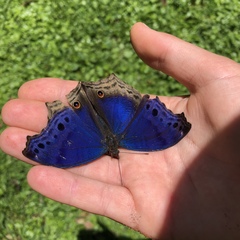 Protogoniomorpha temora