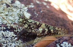 Trimerotropis saxatilis