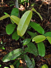 Calophyllum
