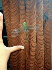 Anax indicus