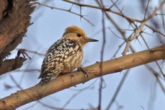 Leiopicus mahrattensis