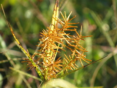 Cyperus esculentus leptostachyus