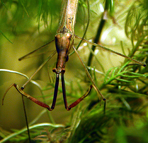 Eurasian Water Stick Insect, photo 2 of 10