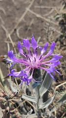 Centaurea fuscomarginata