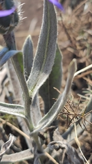 Centaurea fuscomarginata
