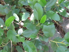 Cercocarpus macrophyllus