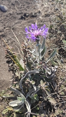 Centaurea fuscomarginata