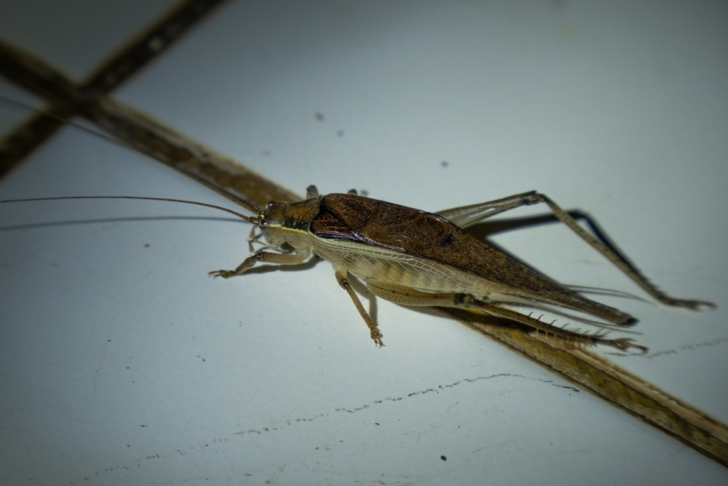 Doi Suthep Hard-footed Bush Cricket