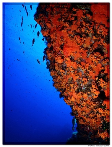 Representative image of Astroides