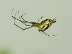 Leucauge decorata