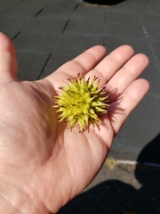 Liquidambar styraciflua