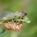 New Forest Cicada - Photo (c) Gilles San Martin, some rights reserved (CC BY-SA)