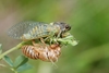 Largeclasper Cicadas - Photo (c) Gilles San Martin, some rights reserved (CC BY-SA)