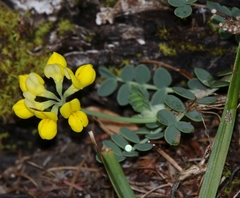 Coronilla vaginalis