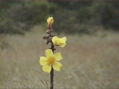 Cochlospermum